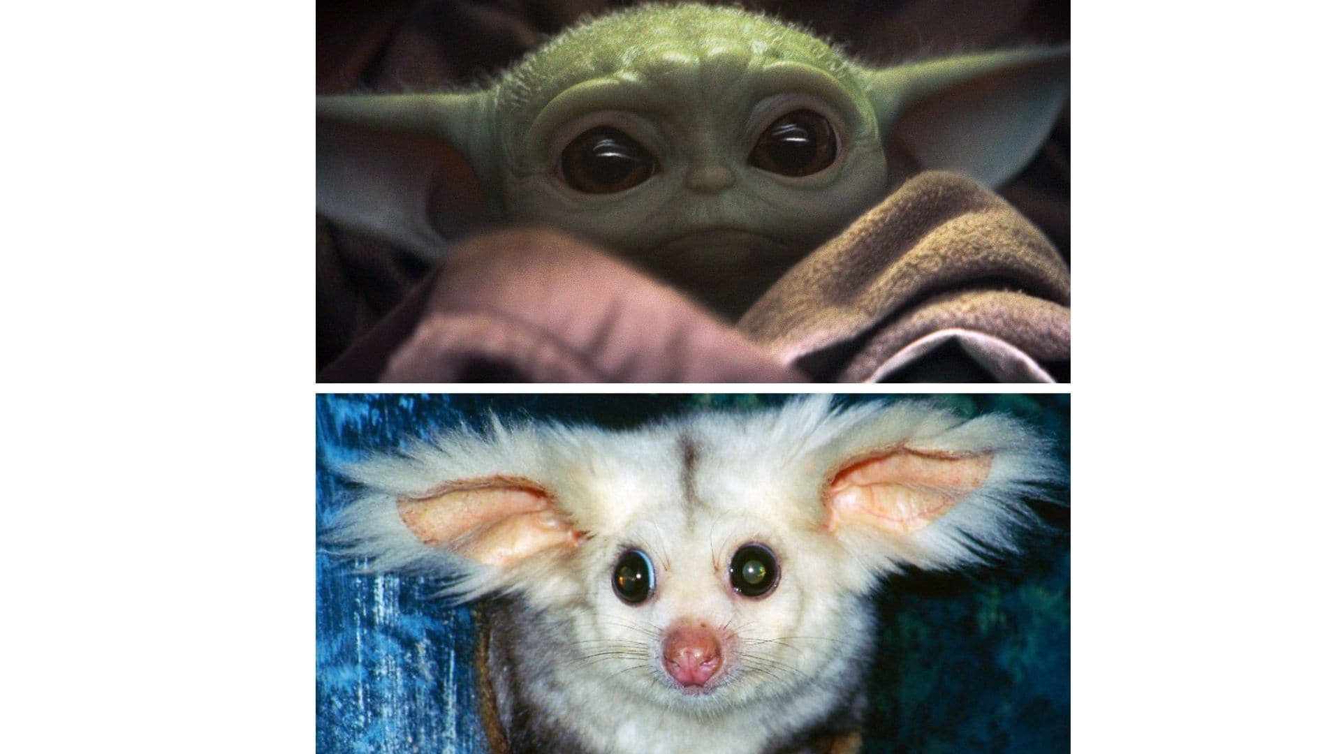 Baby Yoda & Niffler-Baby: Süße Franchises-Babys sind voll im Trend
