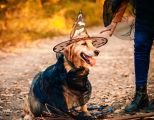 Hundekostüm an Halloween