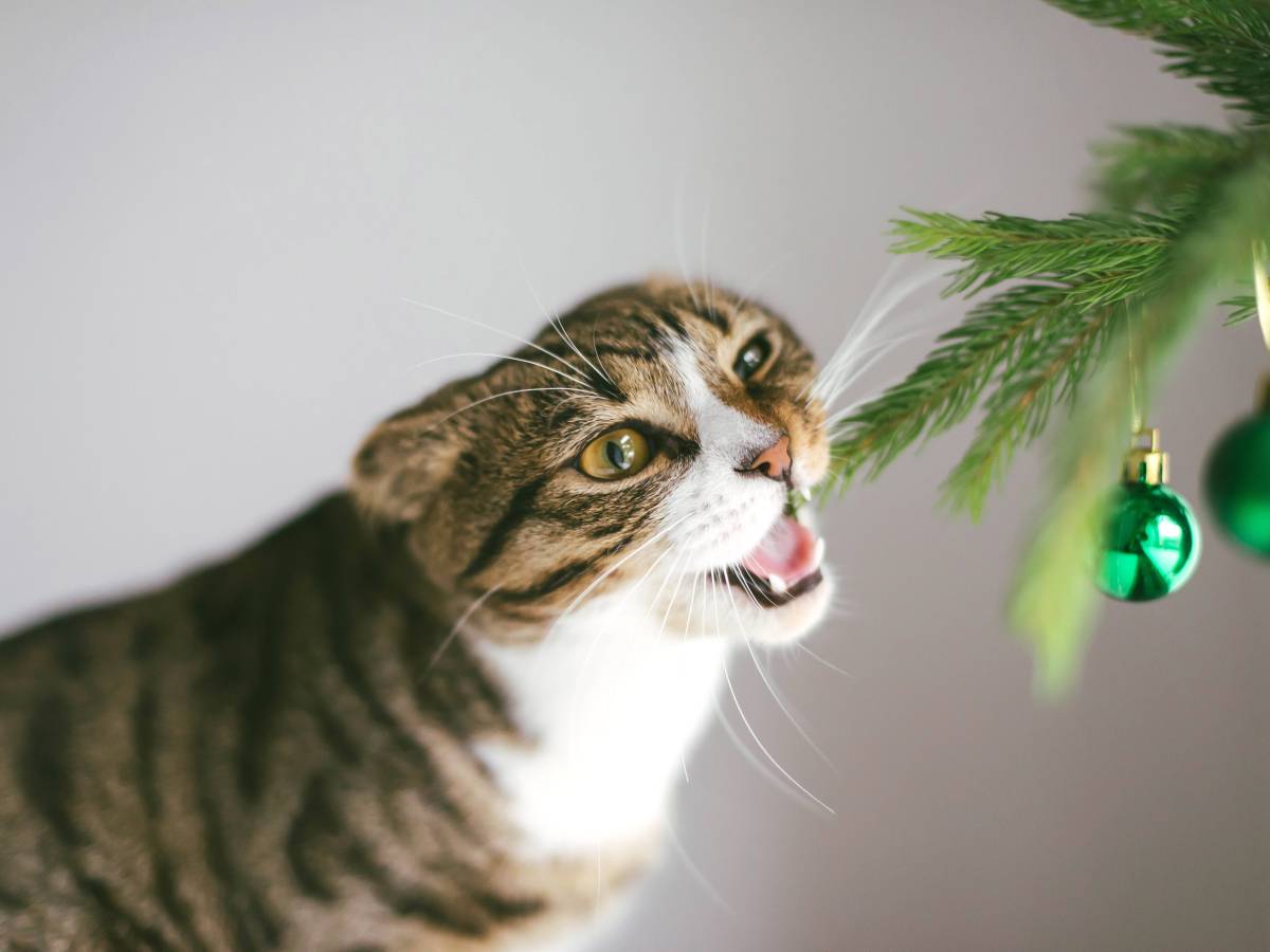 katze weihnachtsbaum