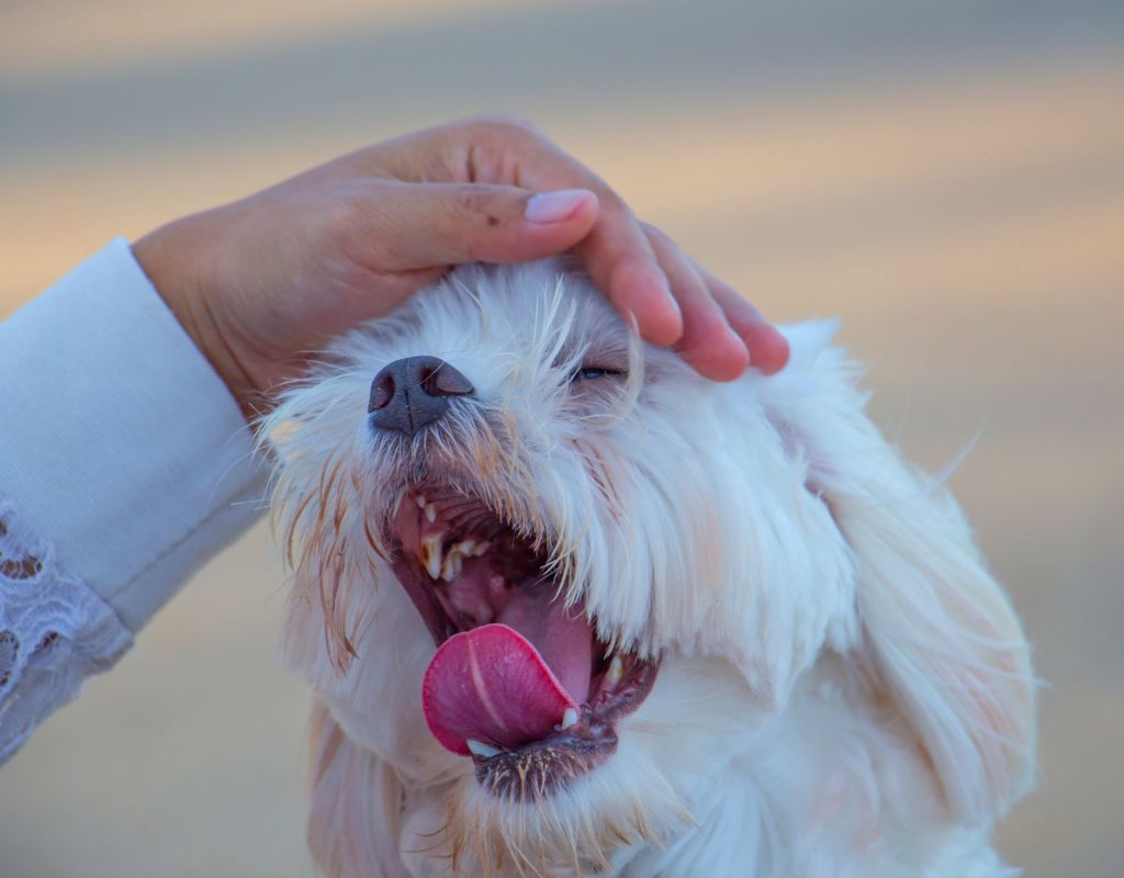 Gähnen beim Hund