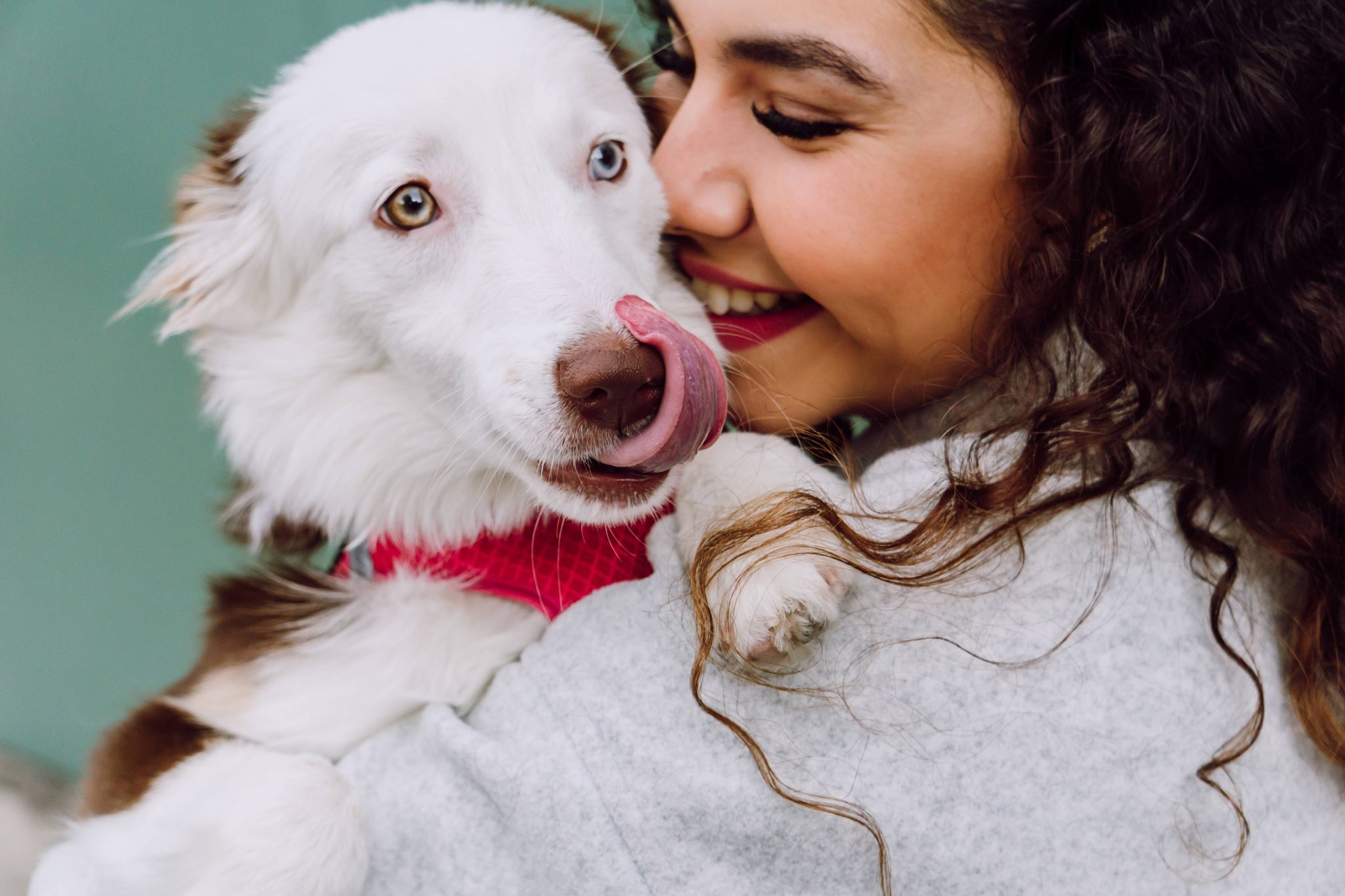 Wie viel kostet ein Hund? Mit diesen Kosten musst du