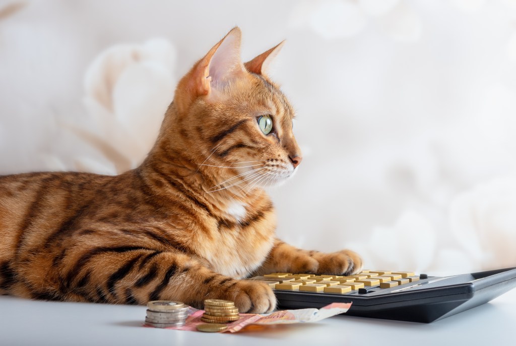 Katze sitzt vor Geld und einem Taschenrechner.