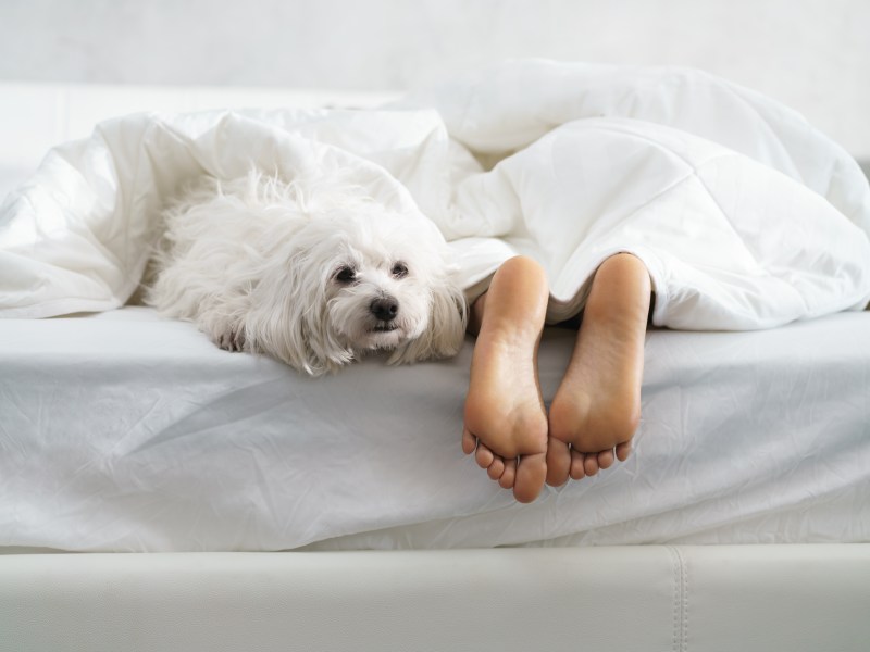 Hund schläft im Bett mit Besitzerin.