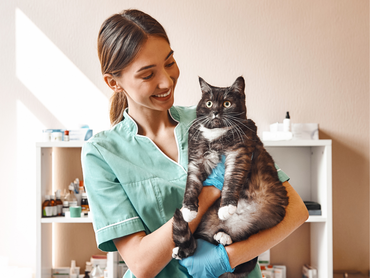 Katze hat Angst beim Tierarzt auf dem Arm.