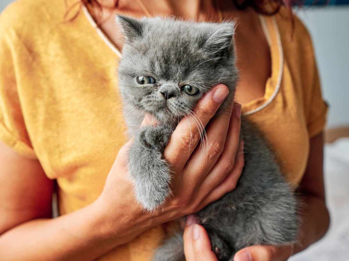 Ist deine Katze wütend oder genervt? Erkenne die Stimmung sofort an ihrer Körpersprache