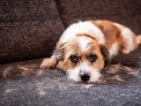 Hund mit Fellwechsel liegt auf dem Sofa.