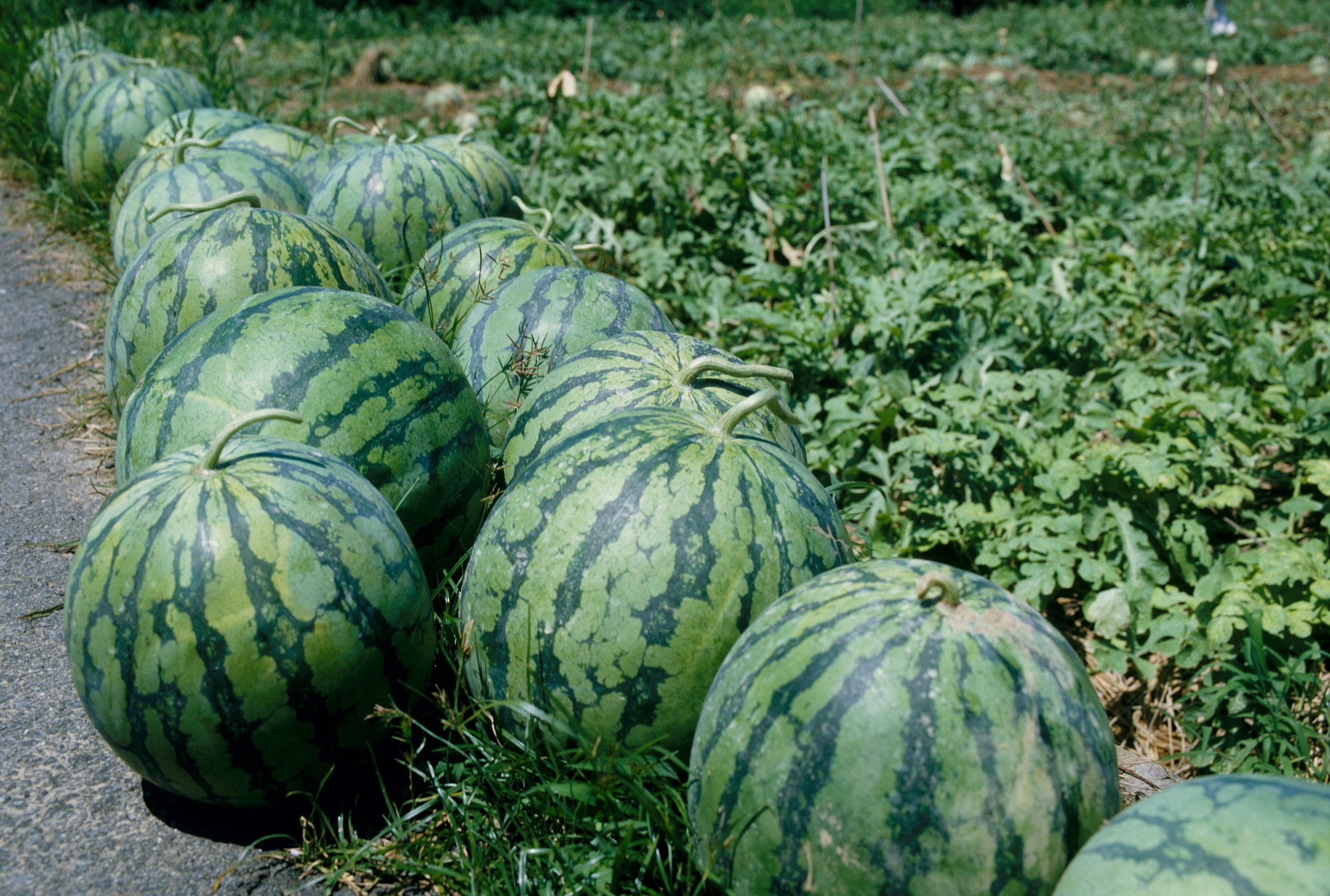 Auf Den Ersten Blick Eine Schlechte Wassermelone Erkennen - Wmn