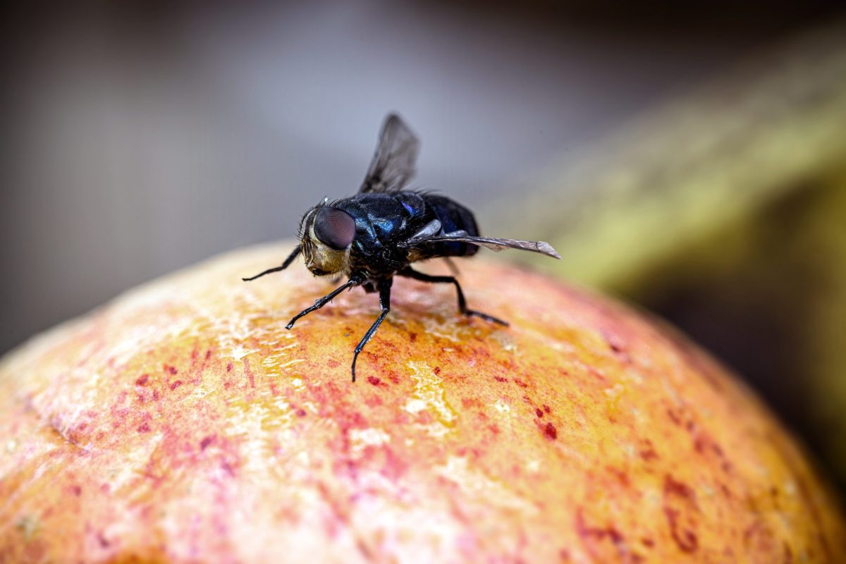 Fruchtfliege auf einem Apfel