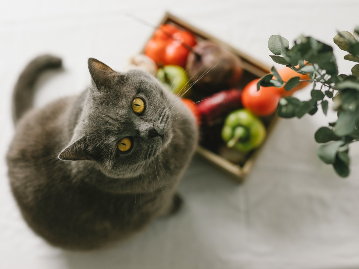 Katze sitzt vor Korb mit GemÃ¼se, was Katzen nicht essen dÃ¼rfen.