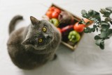 Katze sitzt vor Korb mit GemÃ¼se, was Katzen nicht essen dÃ¼rfen.