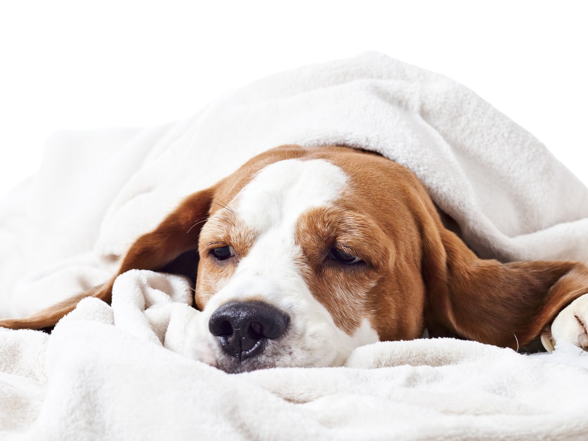 Wenn der Hund Husten & Schnupfen hat: Die 10 häufigsten Erkältungssymptome beim Hund