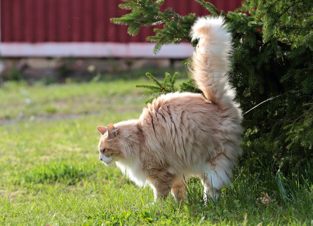 Verpiss dich Pflanze: So hält sie Katzen aus deinem Garten fern - wmn