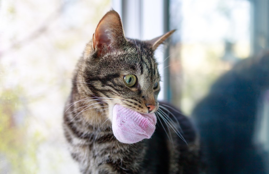 Katze schleppt rosa Socken durch die Gegend.