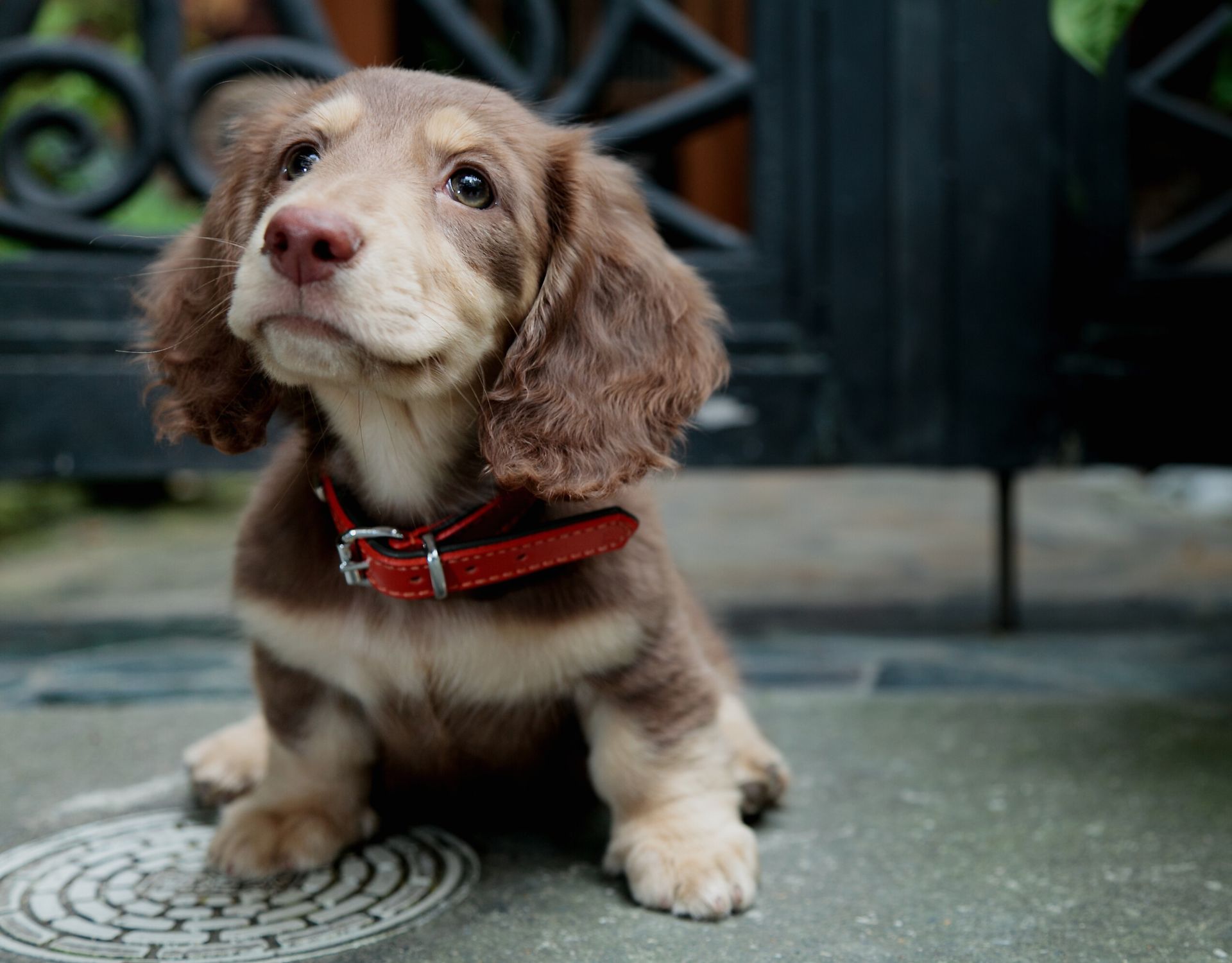 Hunde & Charaktereigenschaften: Das Macht Diese Rassen Aus - Wmn