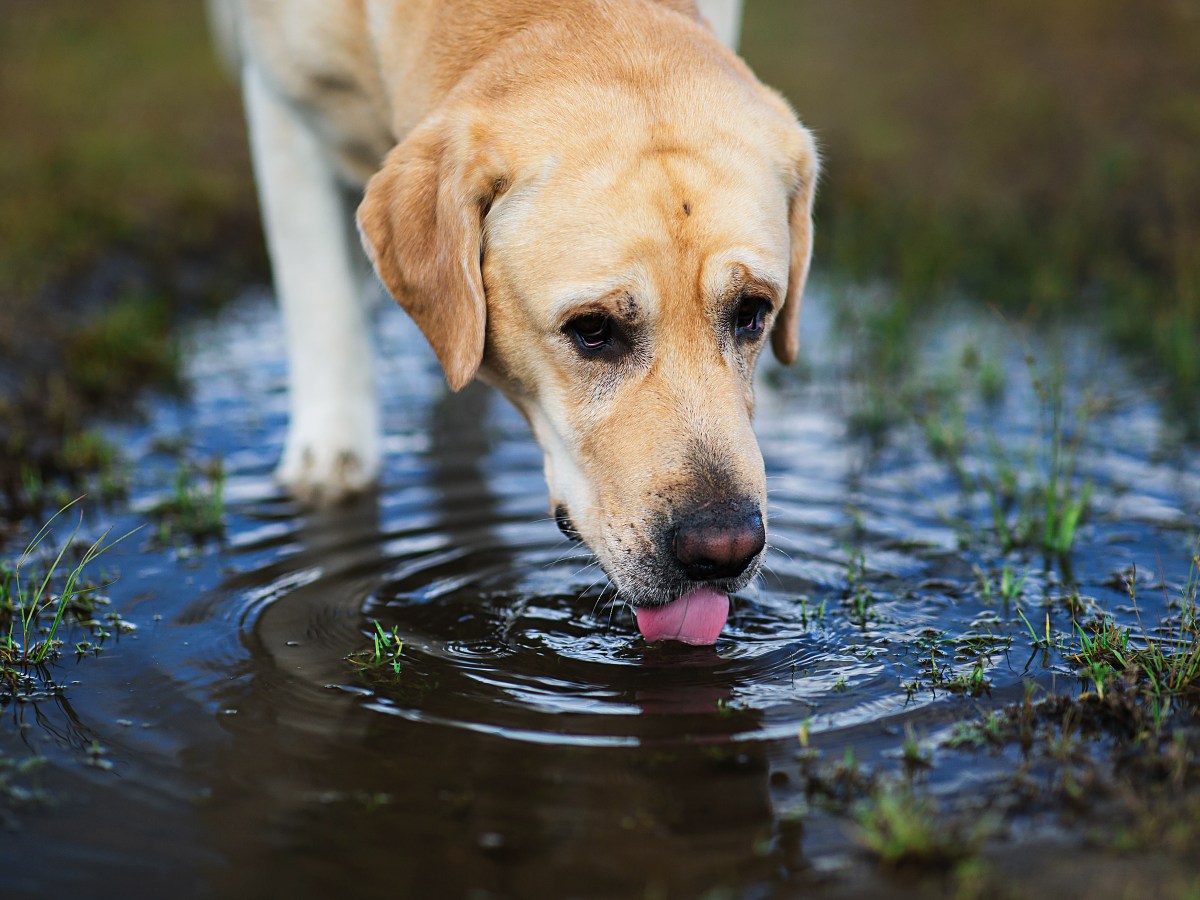 Achtung, Gesundheitsgefahr: Aus diesem gefÃ¤hrlichen Grund sollten Hunde nicht aus PfÃ¼tzen trinken