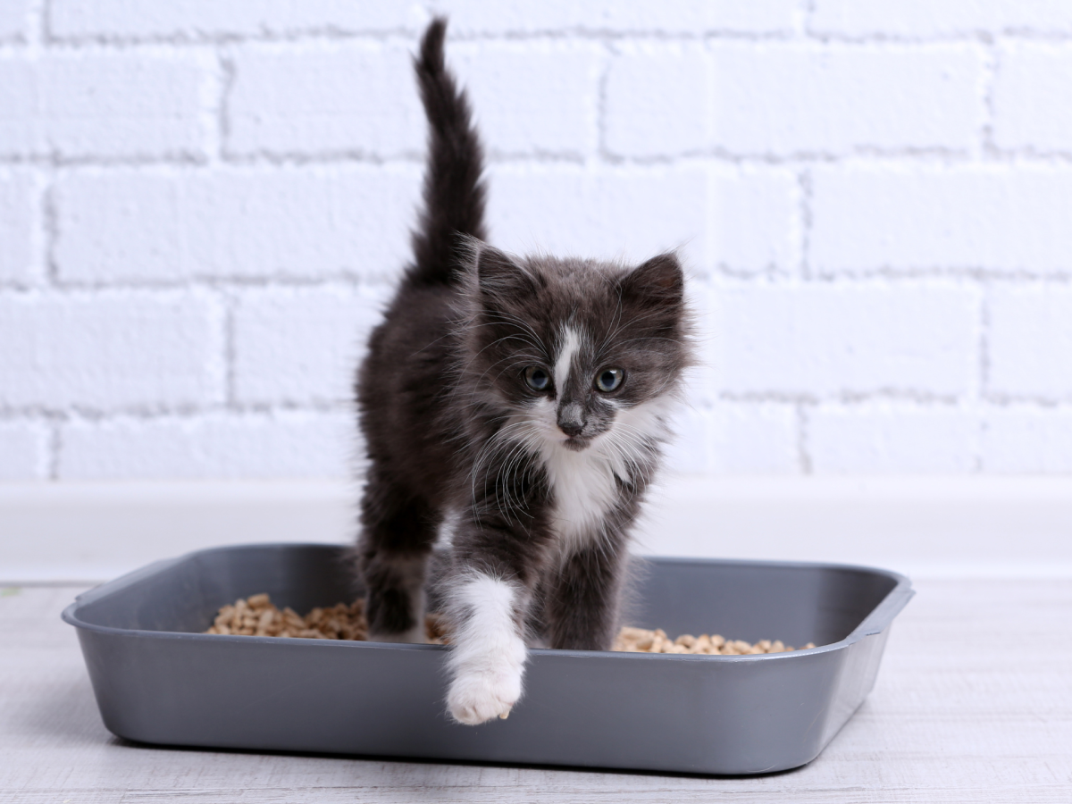 Kleine Katze sitzt in Katzenklo.