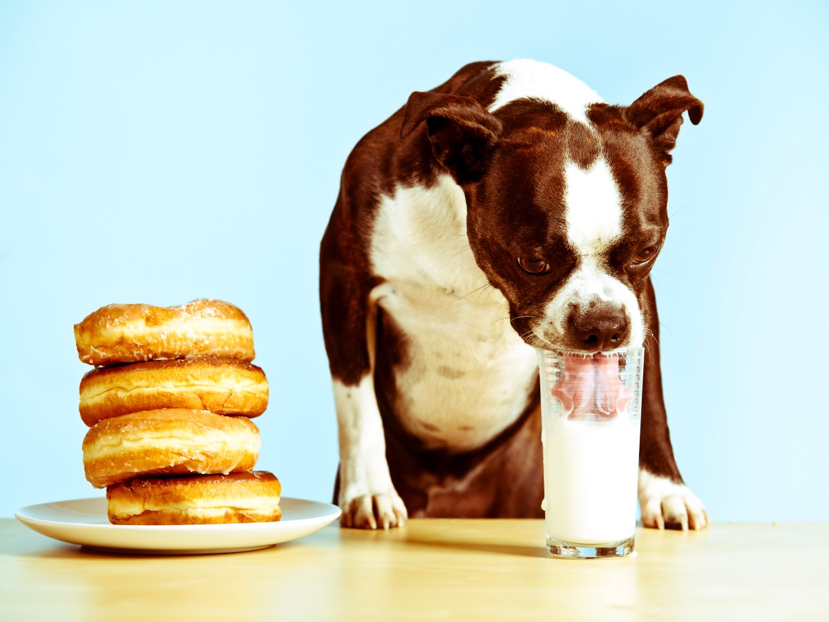 Hund trinkt Milch aus einem Glas