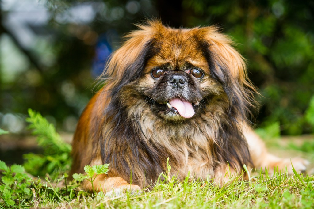 Hund mit Hitzschlag liegt hechelnd im Gras.