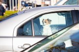 Hund im Sommer im Auto