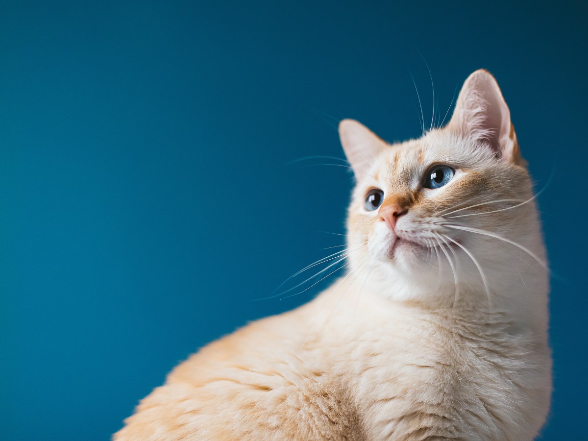 Helle Katze mit blauen Augen im Portrait.