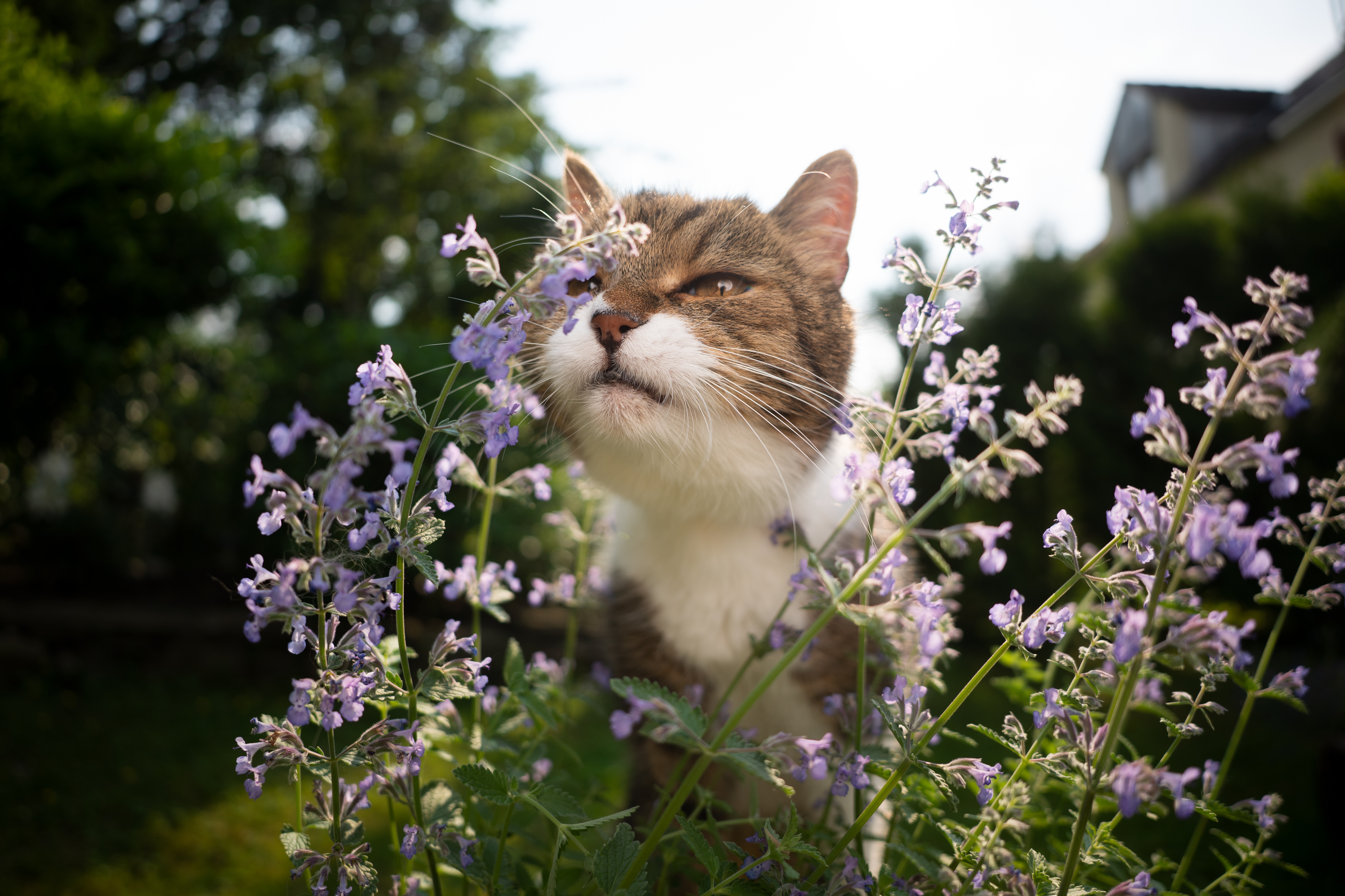 Katzenschreck im Test: Tipps gegen Katzen im Garten