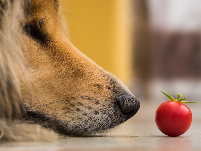 Hund liegt vor einer Tomate und schaut sie an.