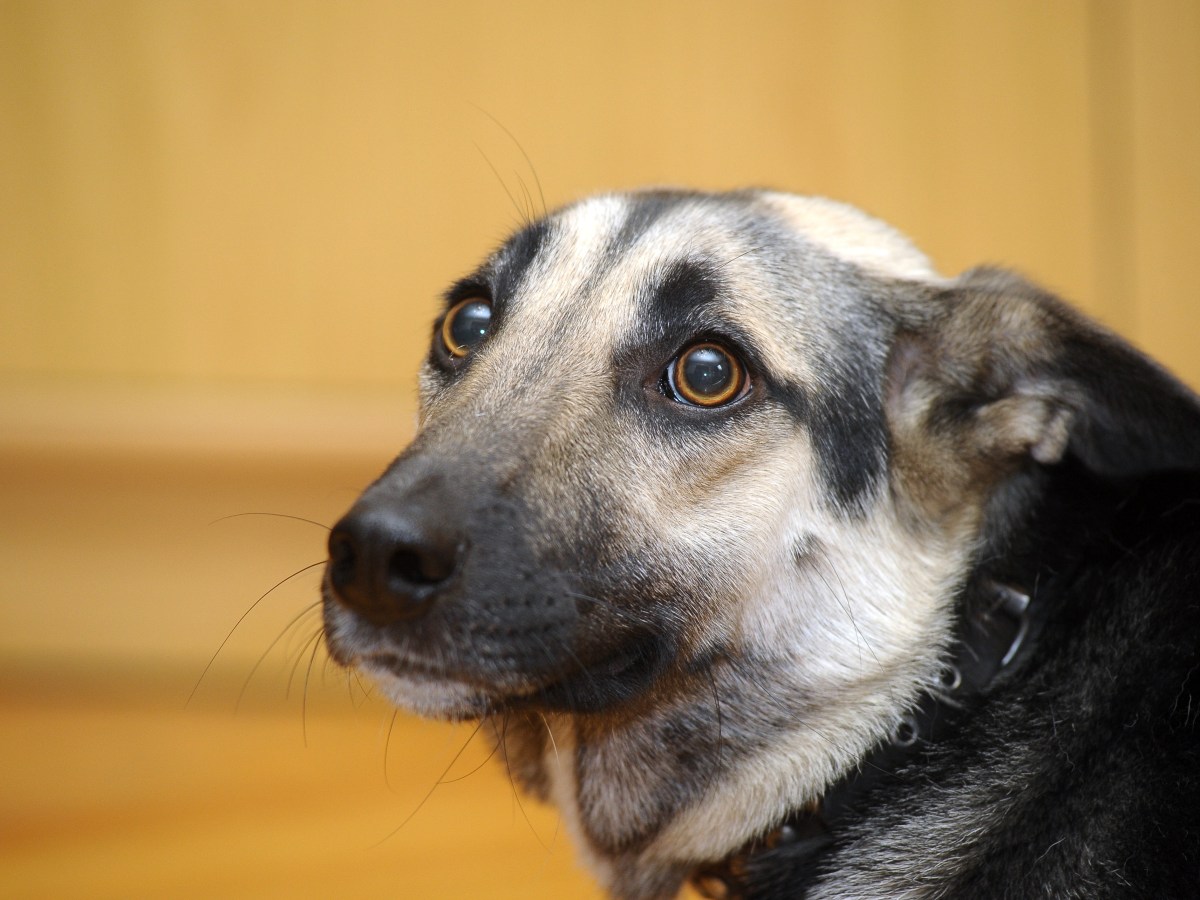 Hund hat Angst und legt die Ohren zurück.