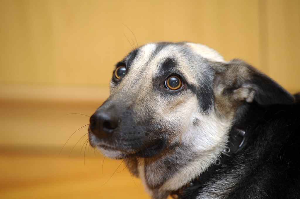 Hund hat Angst und legt die Ohren zurück.