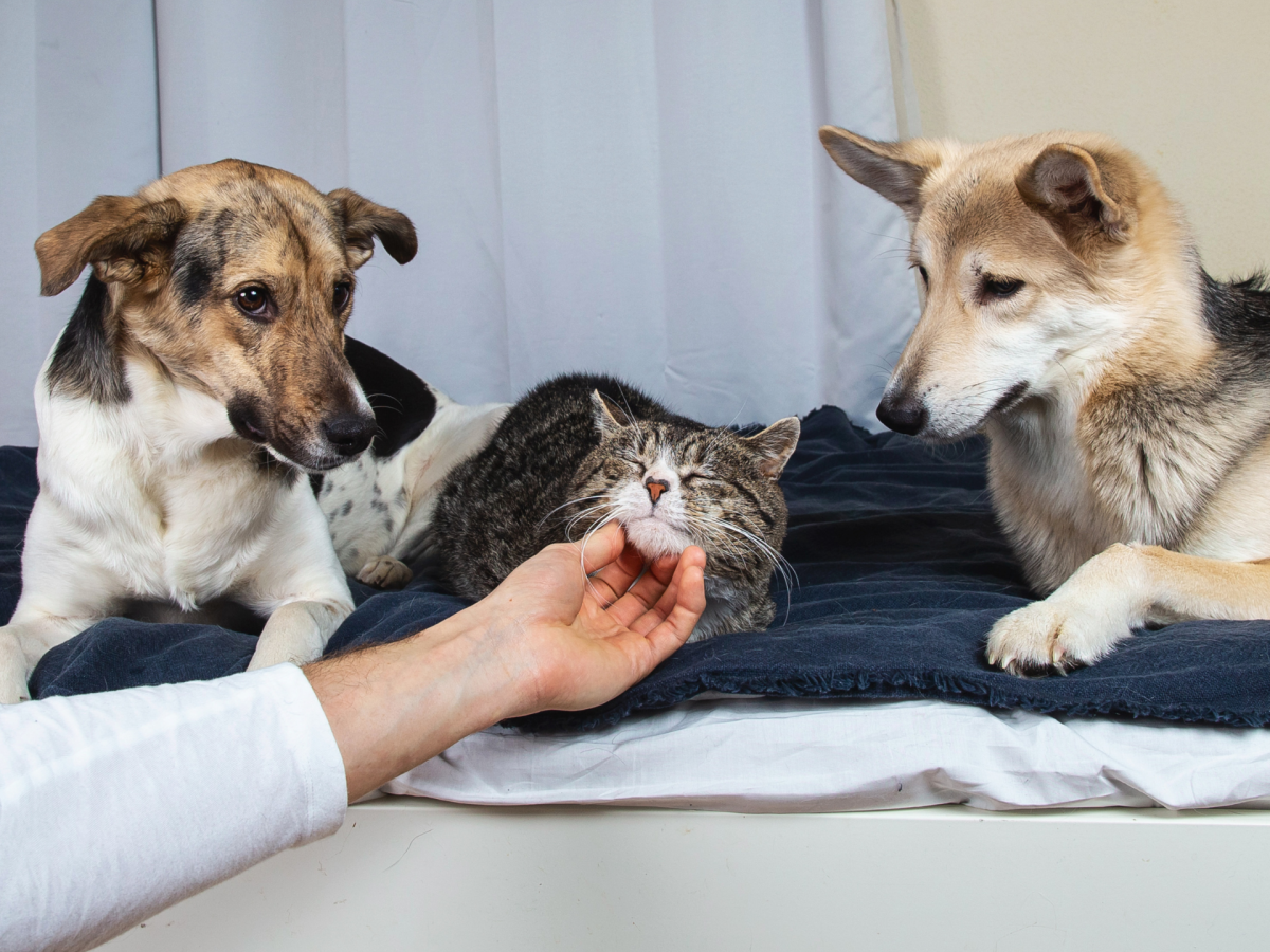 Hunde sind eifersüchtig, weil Katze gestreichelt wird.