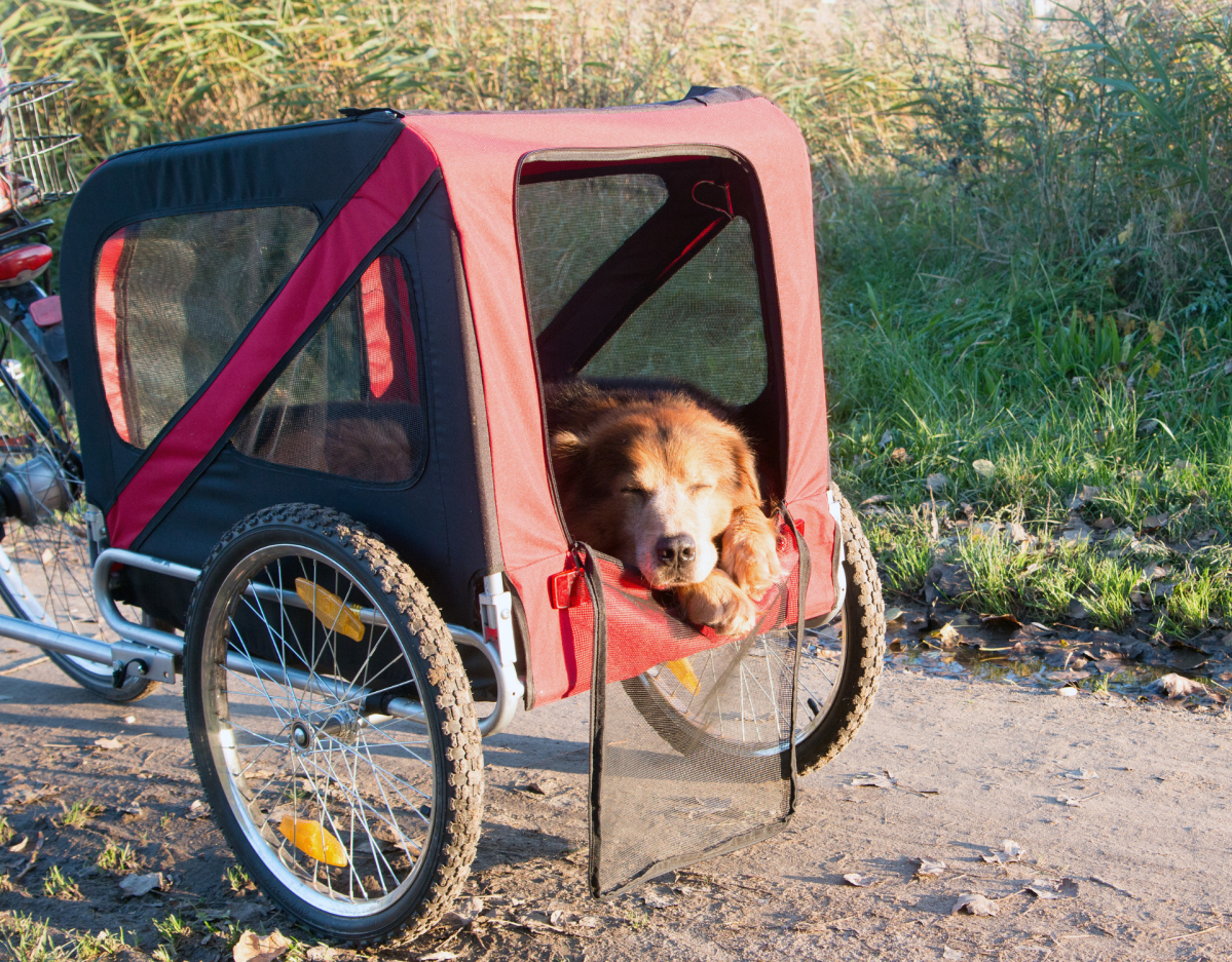 Hund schlÃ¤ft im FahrradanhÃ¤nger