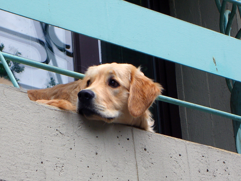 Hund auf dem Balkon