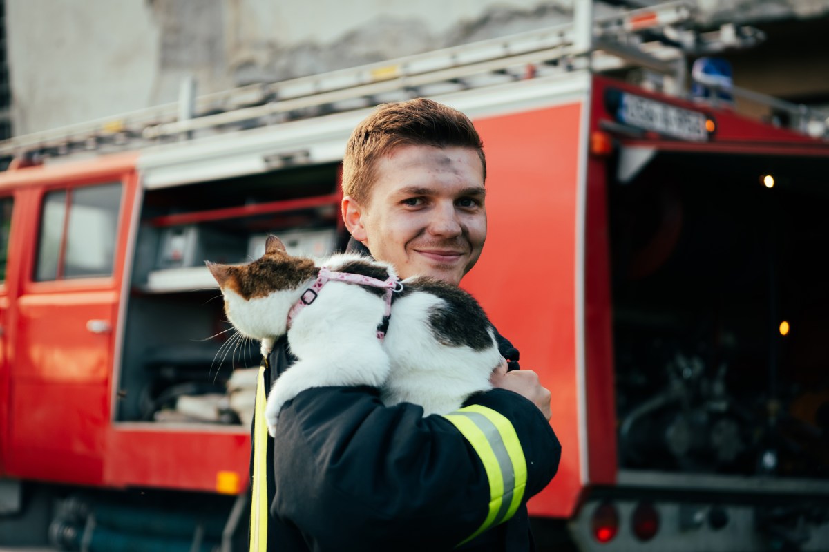 Katze auf dem Arm eines Feuerwahrmannes.