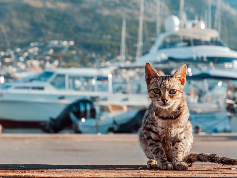 Katze auf Zypern am Hafen