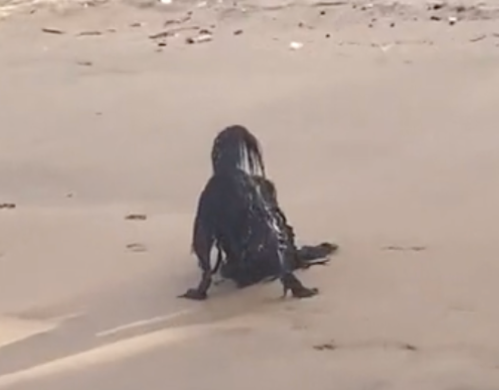 Optische Täuschung am Strand ist ein Hund.