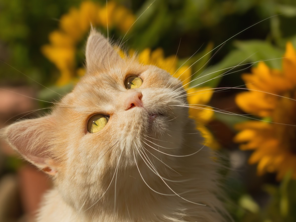 Katze mit Sonnenblumen