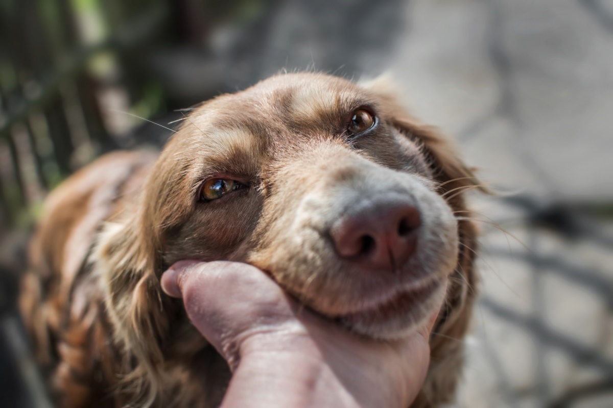 Alter, brauner Hund wird gestreichelt.