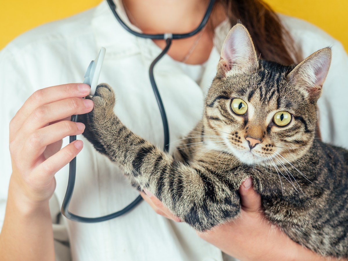 Katze auf dem Arm einer TierÃ¤rztin