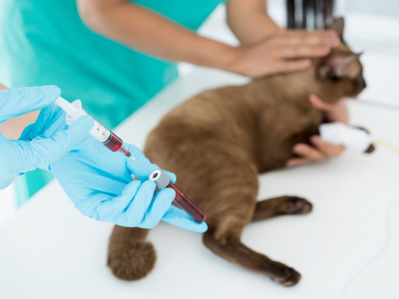 Katze bekommt eine Bluttransfusion