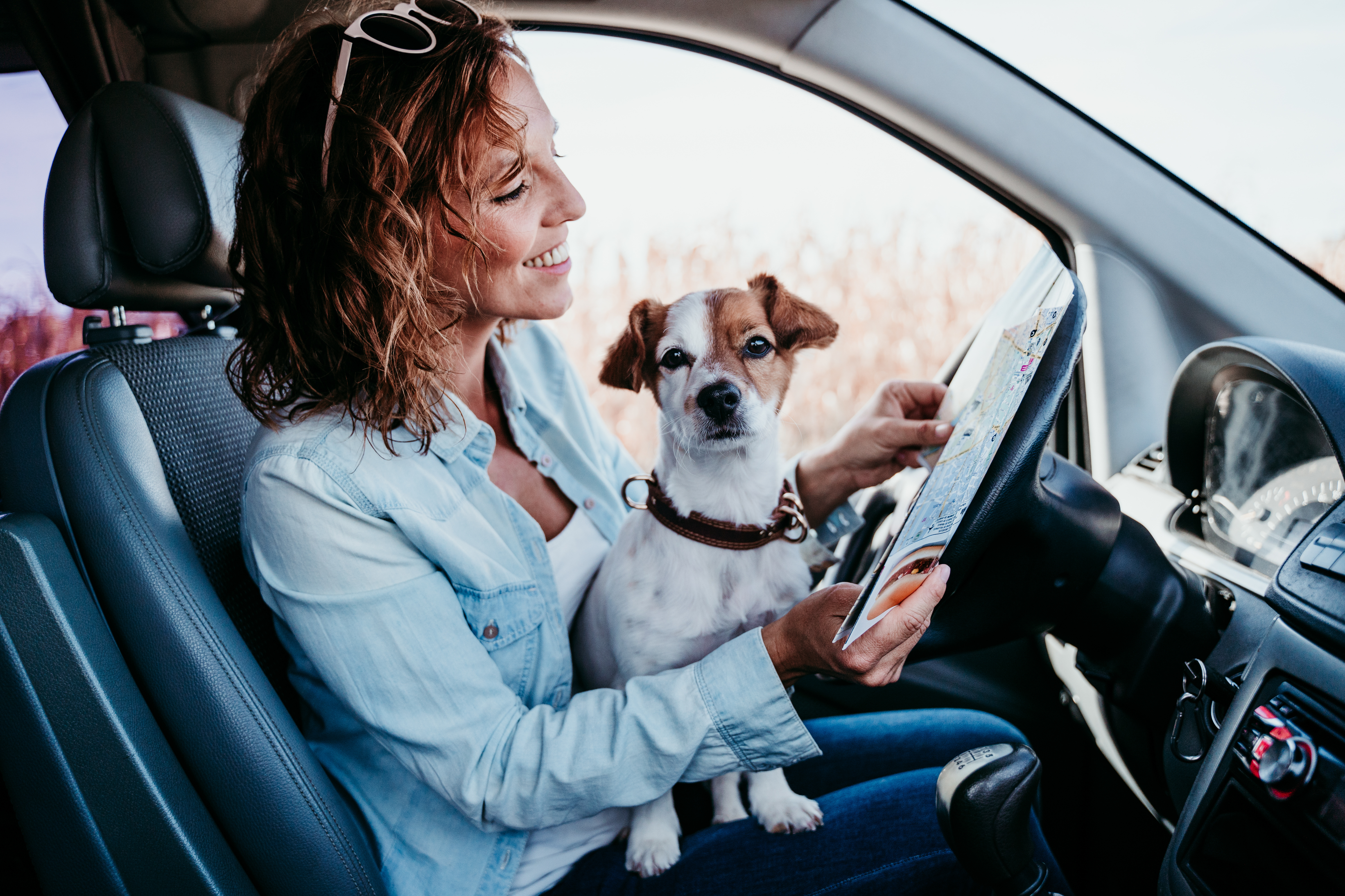 Mit dem Hund Autofahren: Alle Fragen im Überblick - wmn