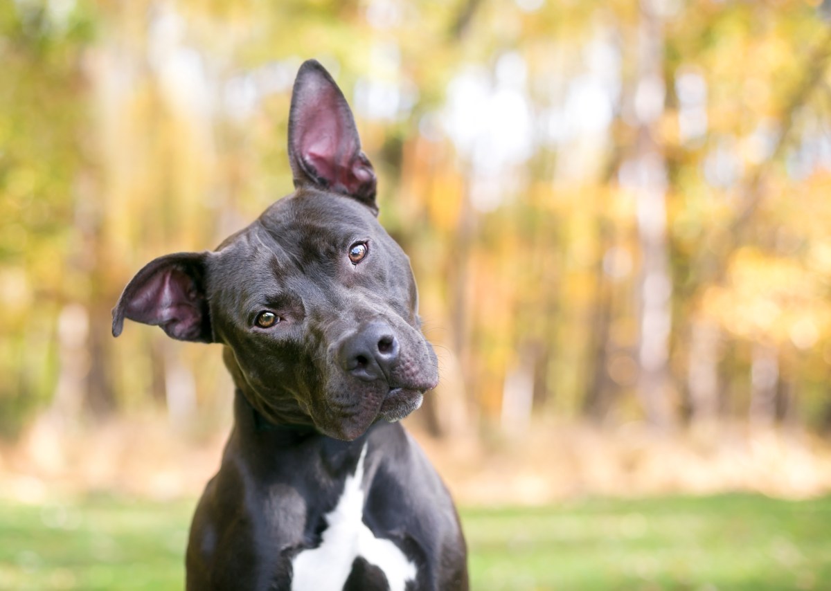 Hund neigt Kopf zur Seite und steht auf einer Wiese.