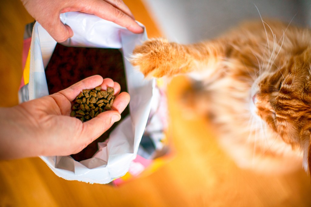 Katzenfutter entsorgen Mülleimer Toilette