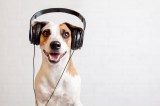 Hund hÃ¶rt Musik mit KopfhÃ¶rern