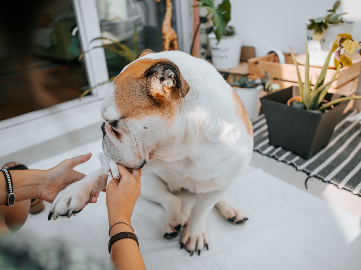 Frau putzt einem Hund die Pfoten