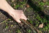 Eine Hand greift nach kleinen Ã„sten-