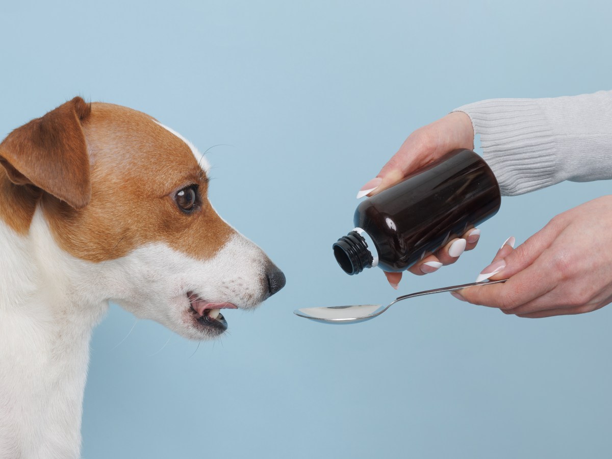 Hund ist erkÃ¤ltet und bekommt von Frau Hausmittel