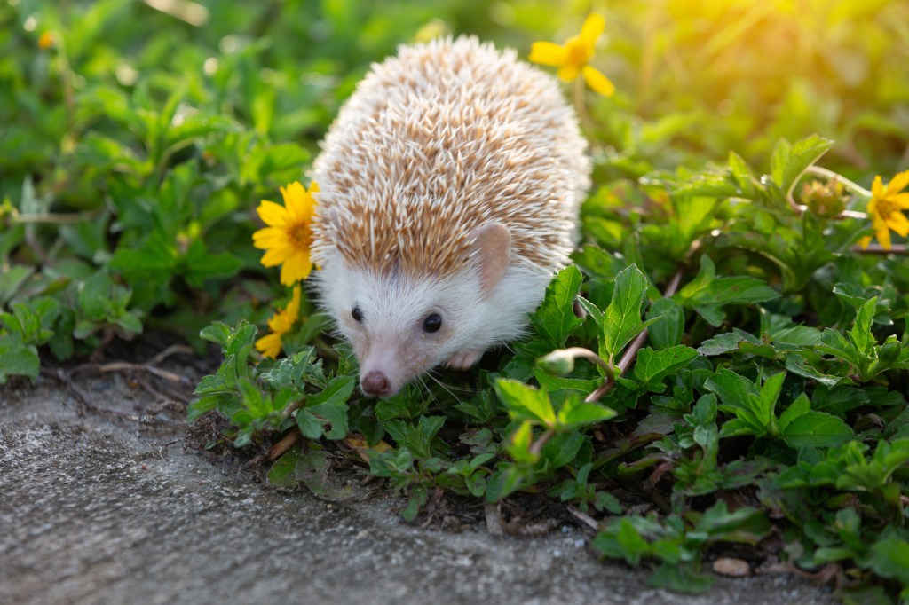 Igel im Garten