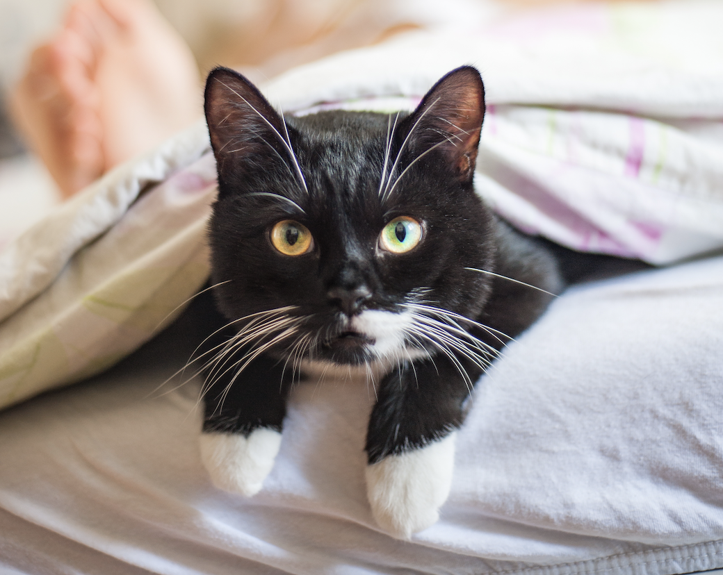 Katze schläft am Fußende unter der Decke