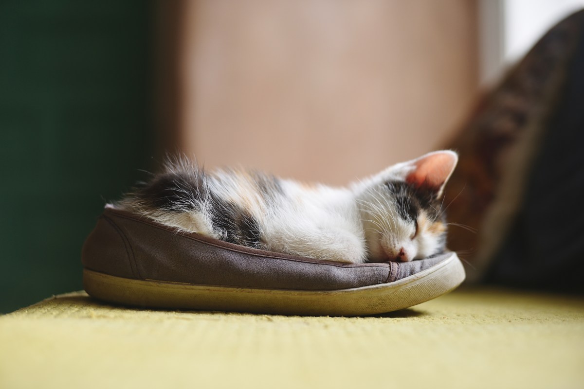 Persönlichkeitstest mit Fotorätsel - Katze oder Schuh: Was siehst du zuerst?