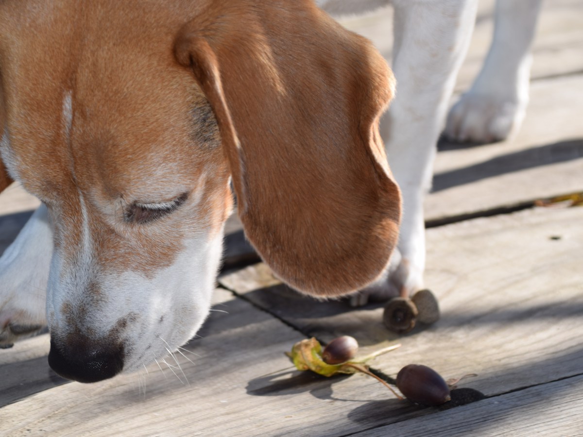 Hund mit Eicheln