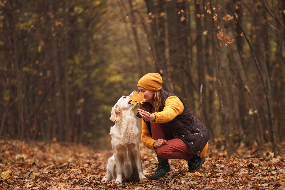 Hund mit Frau im Wald